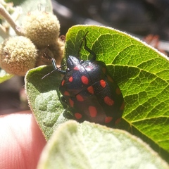 Pachycoris klugii