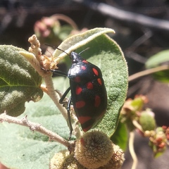 Pachycoris klugii