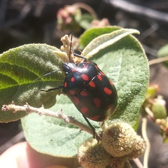 Pachycoris klugii