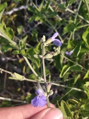 Salvia cedrosensis