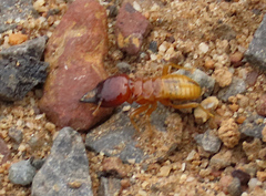 Microhodotermes viator