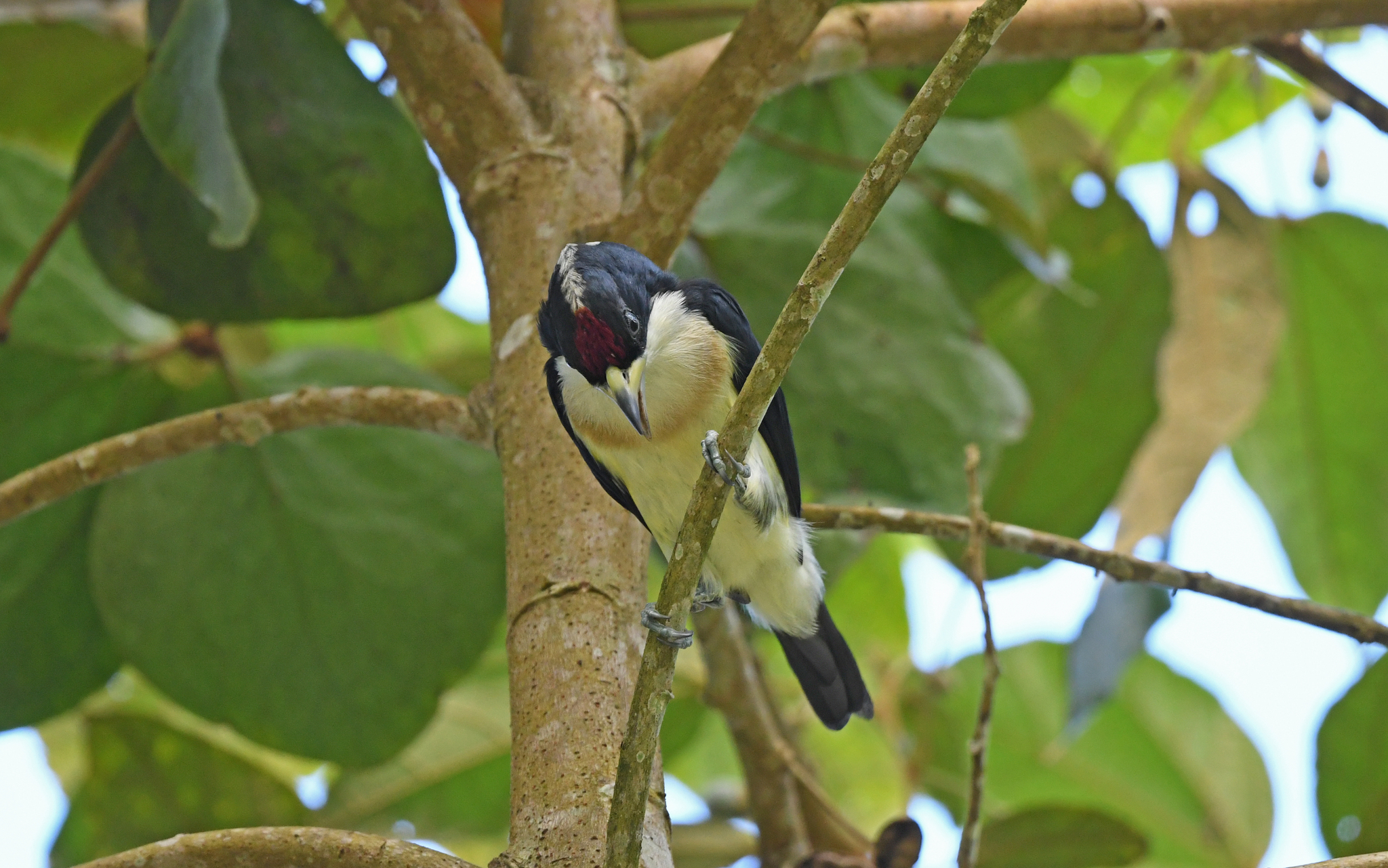 White-mantled Barbet illustration
