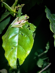 Rhacophorus lateralis