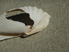 Cyrtopleura costata