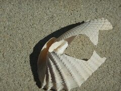 Cyrtopleura costata