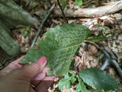 Acalitus ferrugineum