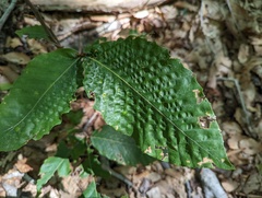 Acalitus ferrugineum