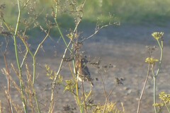 Saxicola rubicola