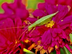 Oecanthus exclamationis