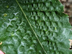 Acalitus ferrugineum