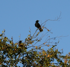 Corvus corone