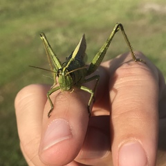 Schistocerca alutacea
