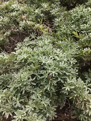 Lupinus arboreus