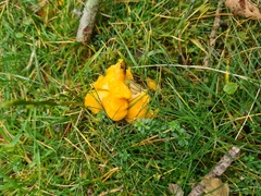 Cantharellus cibarius