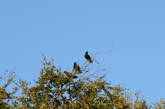 Corvus corone