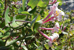 Lonicera implexa