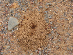 Microhodotermes viator