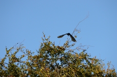 Corvus corone