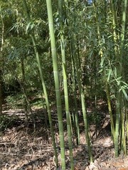 Phyllostachys aurea