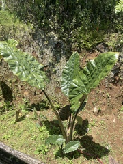 Alocasia