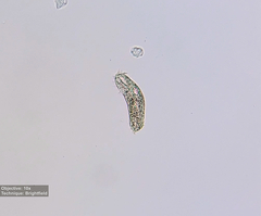 Hypotrichia