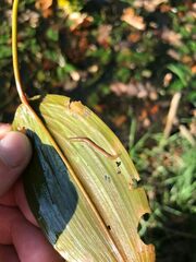 Rhynchodemus sylvaticus