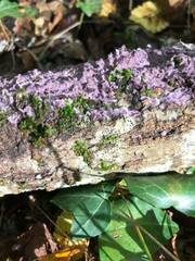 Phlebiopsis crassa