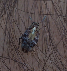 Megabruchidius dorsalis