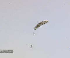 Hypotrichia