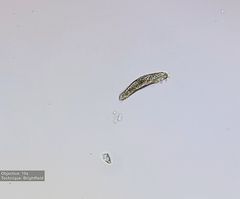 Hypotrichia