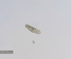 Hypotrichia