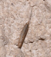 Coleophoridae