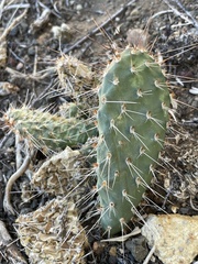 Opuntia polyacantha