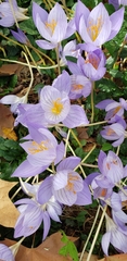 Crocus speciosus