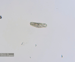 Hypotrichia
