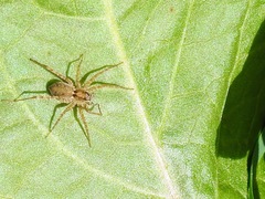 Pardosa