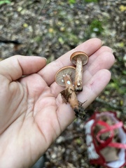 Lactarius hysginus