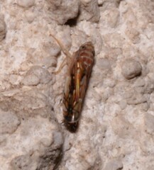 Scaphoideus titanus