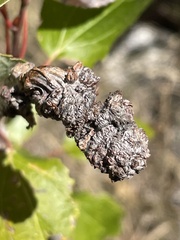 Aceria parapopuli