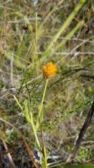 Polygala lutea