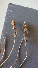 Carex divisa