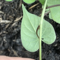 Ipomoea purpurea