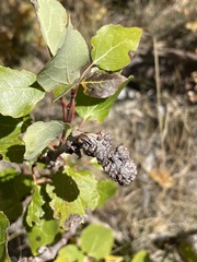 Aceria parapopuli