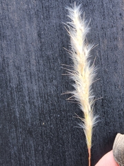 Bothriochloa barbinodis