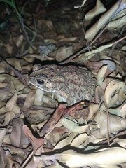 Duttaphrynus melanostictus