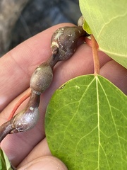 Euhexomyza schineri