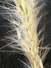 Bothriochloa barbinodis