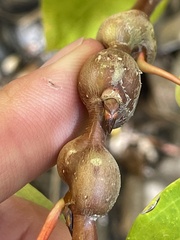 Euhexomyza schineri