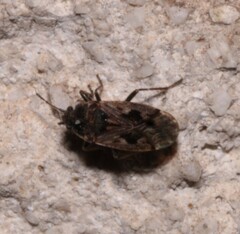 Sphragisticus nebulosus