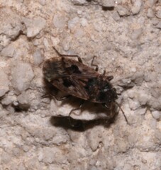 Sphragisticus nebulosus